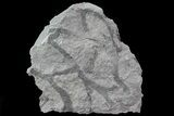 Graptolite Fossil - Rochester Shale, NY #68904-1